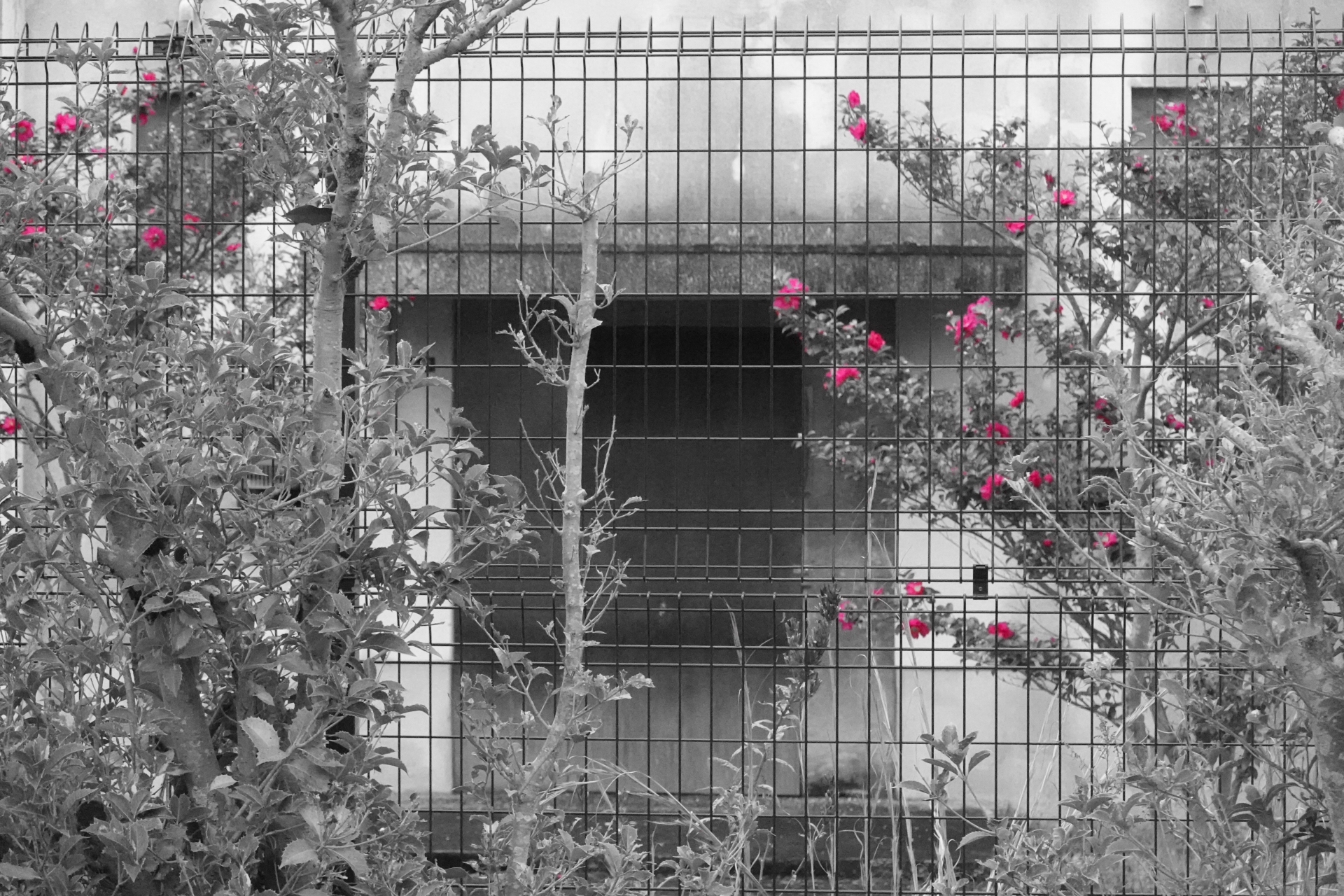 白黒のフェンスと花の画像