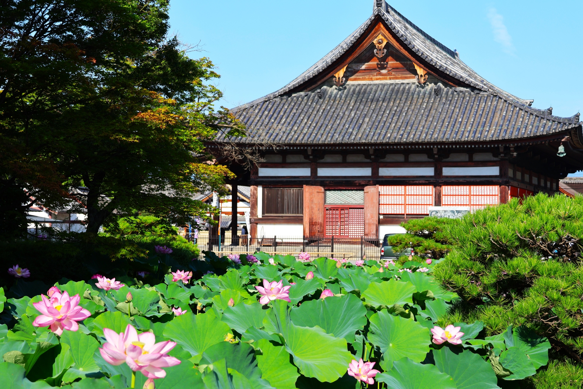 ７月中旬の朝日を浴びる京都東寺の伽藍
